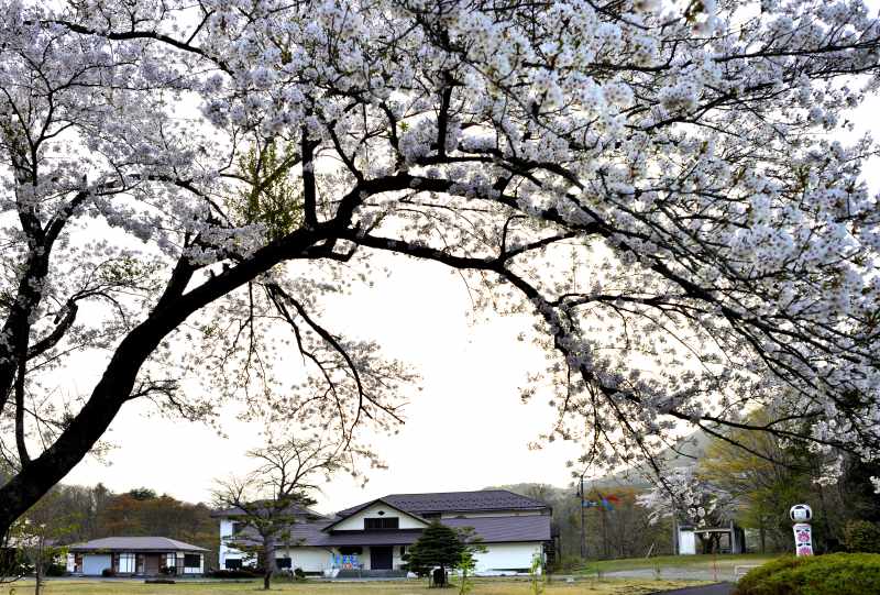 日本こけし館の桜